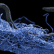 A nematode (eukaryote) in a biofilm of microorganisms found 1.4 kilometers down in an African gold mine.